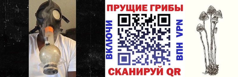 кракен зеркало  Пучеж  Галлюциногенные грибы GOLDEN TEACHER 